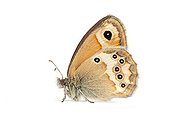 Dusky Heath on white background