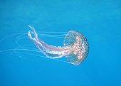 Mauve Stinger Jellyfish - Côte d'Azur France 