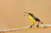 Purple Sunbird on a branch - Tadoba NP  India