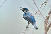 Purple Sunbird on a branch - Tadoba NP  India