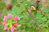 Purple Sunbird on a branch - Tadoba NP  India