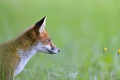 Portrait of young Red fox in a meadow - France