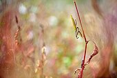 Praying mantis on a grass stem - Prairie du Fouzon France 