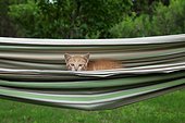 Red and white tabby kitten in a hammock - France 