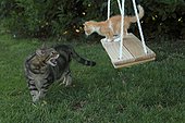 Red and white tabby kitten on swing and aggressive cat 