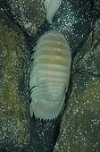 Isopod depths - New Caledonia 