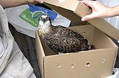 Osprey injured in a box - New Caledonia
