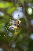 Edible golden silk spider on web - Ouvea New Caledonia 