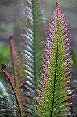 Fern fronds - Ile des Pins New Caledonia