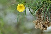 Red-chested Sunbird female to the nest - Uganda 