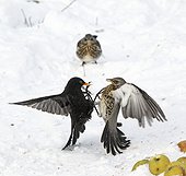 Fieldfare fighting with male blackbird over apples in snow 
