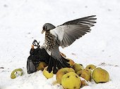Fieldfare fighting with male blackbird over apples in snow