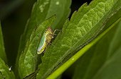 Green Leafhopper on a leaf - Denmark