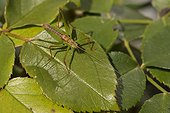 Specked Bush-cricket male on a leaf - Kværkeby  Denmark