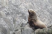 Lion de mer de Steller sur rocher - Mer d'Okhotsk  Russie