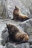 Steller's Sea Lions on rock - Sea of ??Okhotsk  Russia