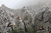 Steller's Sea Lions on rock - Sea of ??Okhotsk  Russia