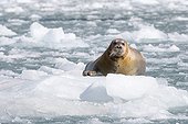 Bearded seal on ice - Svalbard 