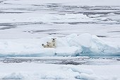 Polar bear resting on an iceberg - Spitsbergen Svalbard