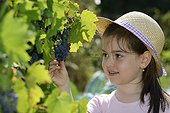 Girl and bunch of grapes in summer - France ; Age: 5 years