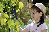 Girl cutting a bunch of grapes with secateurs - France