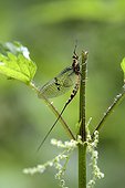 Mayfly on Nettle - Chaux Forest Franche-Comté France 