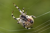 Four spot orb weaver spinning its web - Vosges France  ; on the banks of a lake bog 
