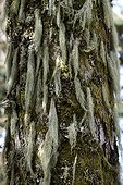 Beard lichen on Silver Fir trunk - Vosges France ; Forest Ballon d'Alsace