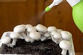 Culture Button Mushrooms in apartments - France 