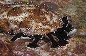 Sea cucumber feeding tentacles probe bottom - Thailand