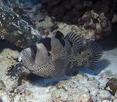Spotted Soapfish on reef - Kiribati 