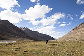 Domestic yak - Nubra Valley Ladakh Himalaya India 
