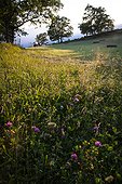 Meadow flowers and tractor - Préalpes d’Azur RNP  France 