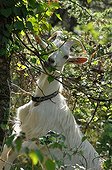 Goat eating in a garden