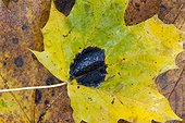 Tar spot on a maple leaf in a garden