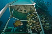 Under the "Gazebo"  -  Aquarius Reef Base Florida ; next to Aquarius. This structure provides refuge for aquanauts if problems develop inside Aquarius. The Gazebo has a separate air supply and oxygen for special ascent tables if the aquanauts need to come to the surface in an emergency.
