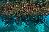 Marine life under Aquarius -  Aquarius Reef Base Florida