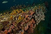 Marine life on top of Aquarius - Aquarius Reef Base  Floride