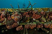 Marine life on  Aquarius - Aquarius Reef Base  Floride