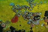 Marine life on Aquarius - Aquarius Reef Base Florida