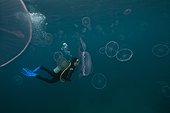 Diver and stinging Moon Jellyfish-Aquarius Reef Base Florida ; Lars Abromeit/GEO within stinging Moon Jellyfish