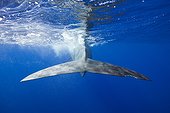 Tail of Sperm Whale - Tenerife  Canary Islands  Spain