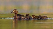 Female Tufted Duck swimming with her ducklings - GB