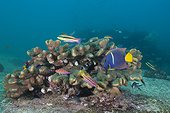 King Angelfish and Coral - Cabo Pulmo Baja California 
