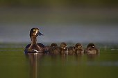 Female Tufted Duck swimming with her ducklings - GB