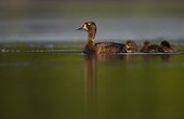 Female Tufted Duck swimming with her ducklings - GB