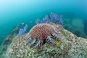 Crown-of-Thorns on Coral Reef - Cabo Pulmo Baja California 