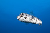 Common Porcupinefish - Socorro Revillagigedo Mexico