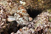 Starry Grouper on reef - Socorro Revillagigedo Mexico
