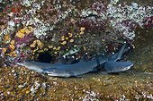 Whitetip Reef Shark resting in Cave - Roca Partida Mexico